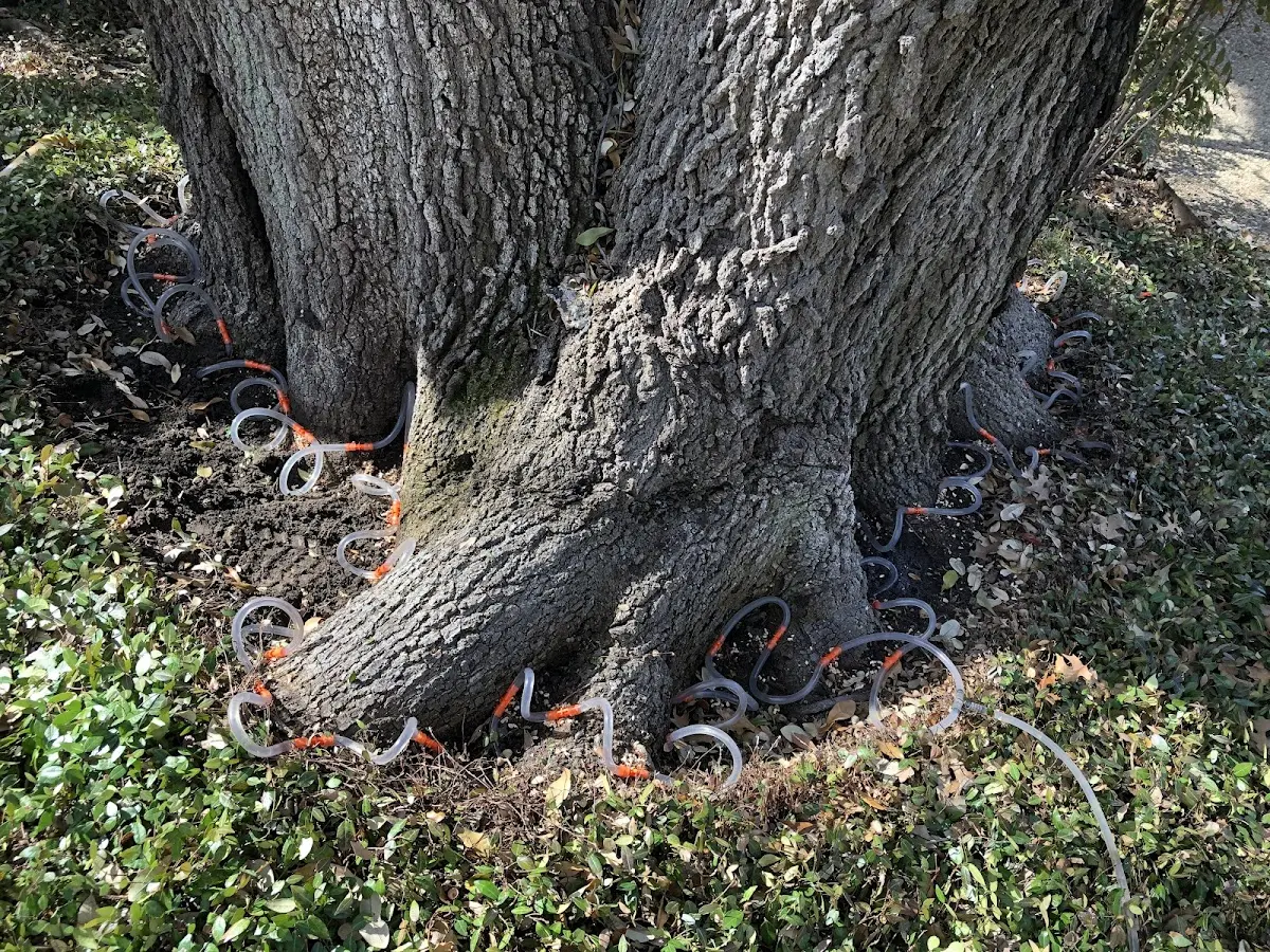 Detailed Tree Cabling and Bracing job site in Pomona