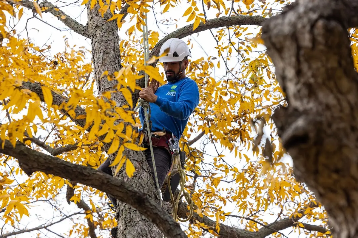 Skilled Tree Planing crew working in Pomona