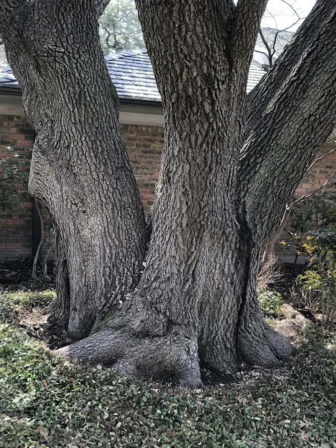 Mature heritage tree close to a Pomona property cared for by certified arborists